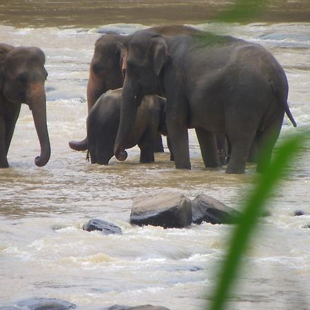 Ma Oya Retreat Pinnawala Pinnawala (Kegalle) Kültér fotó