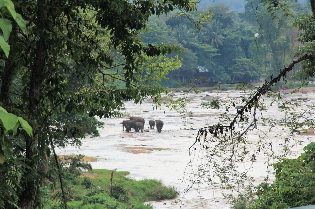 Ma Oya Retreat Pinnawala Pinnawala (Kegalle) Kültér fotó