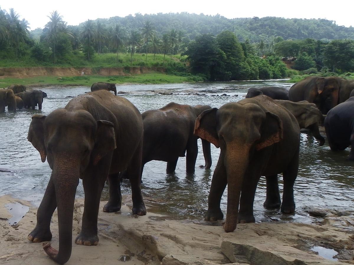 Ma Oya Retreat Pinnawala Pinnawala (Kegalle) Kültér fotó