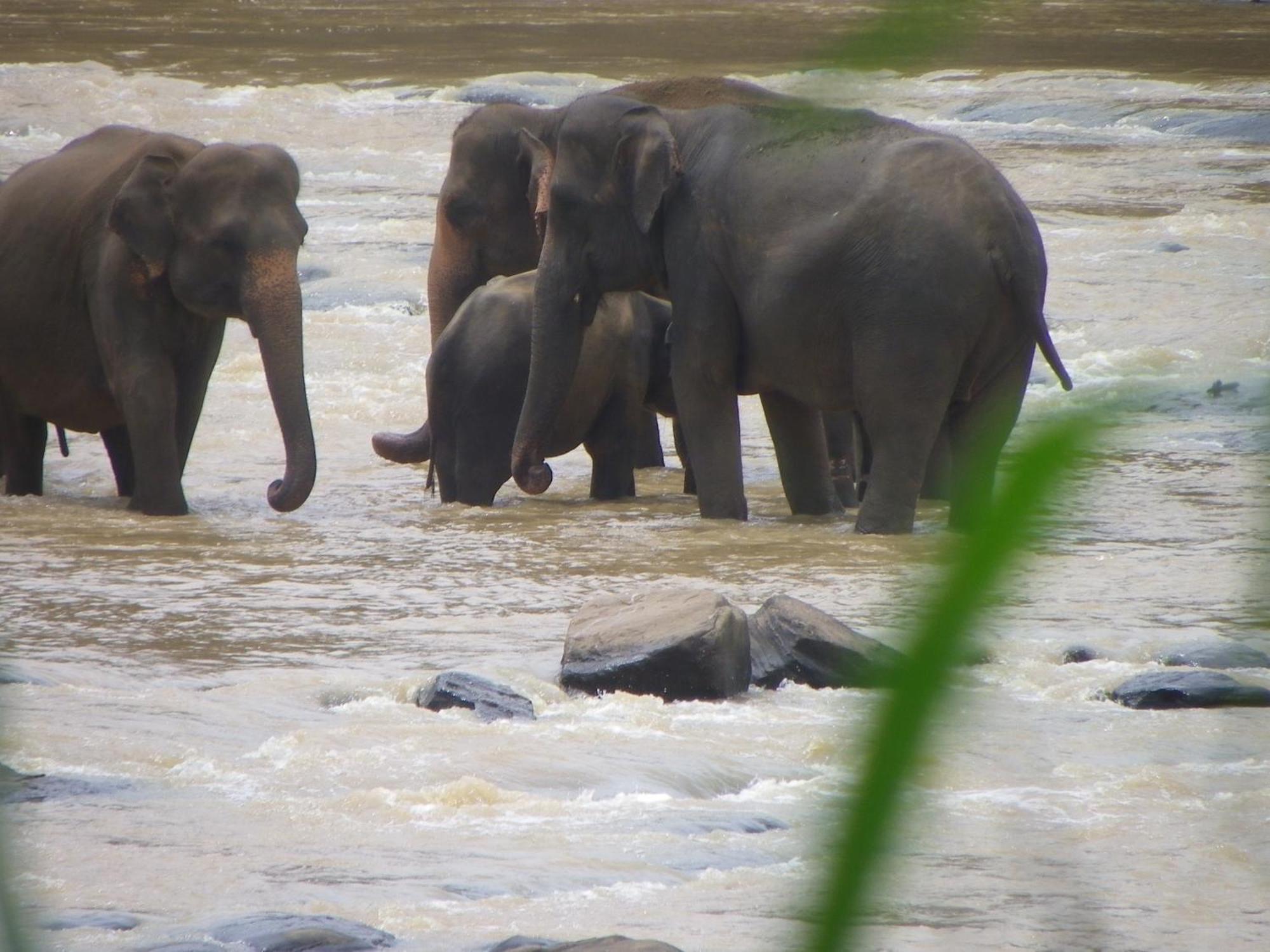 Ma Oya Retreat Pinnawala Pinnawala (Kegalle) Kültér fotó